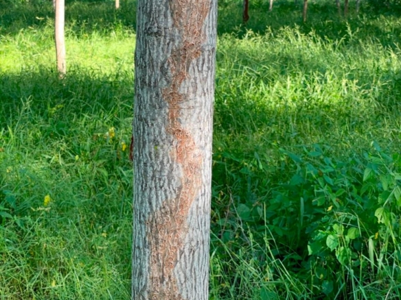 51 Acre ranch for sale in Kibwezi