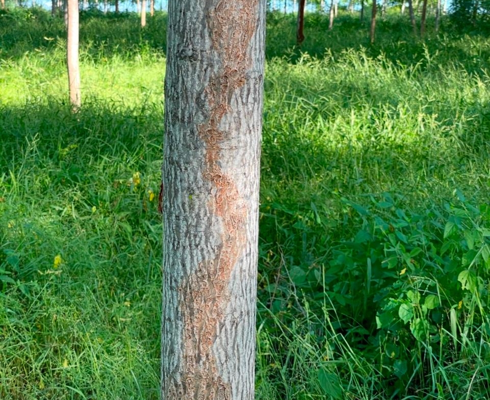 51 Acre ranch for sale in Kibwezi