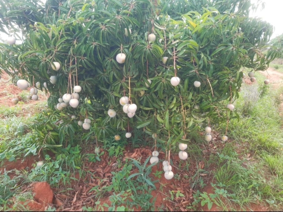 51 Acre ranch for sale in Kibwezi