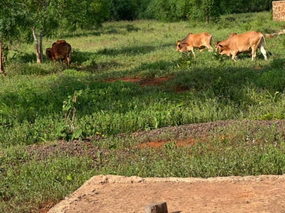 51 Acre ranch for sale in Kibwezi