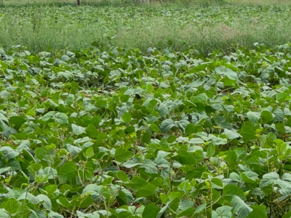 51 Acre ranch for sale in Kibwezi