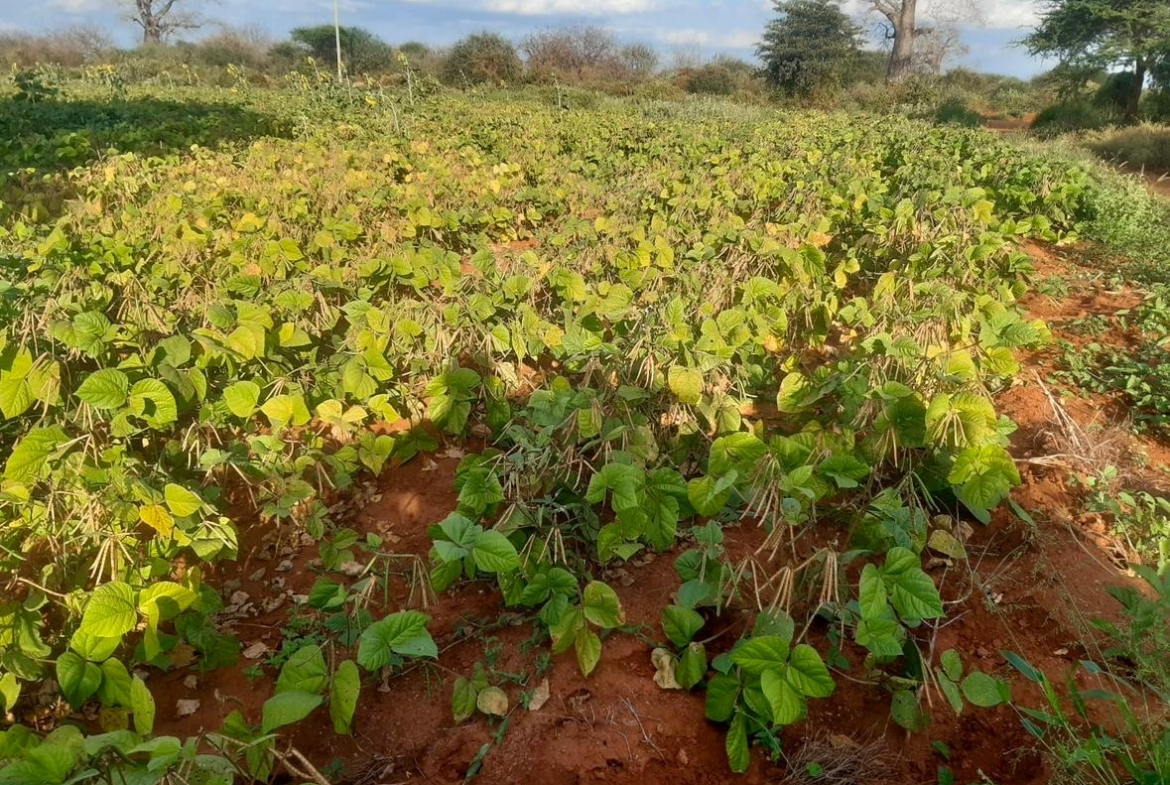 51 Acre ranch for sale in Kibwezi