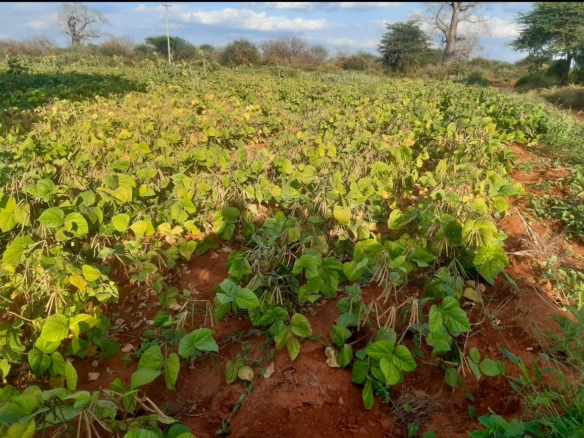 51 Acre ranch for sale in Kibwezi