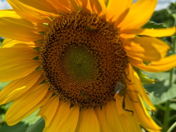 51 Acre ranch for sale in Kibwezi