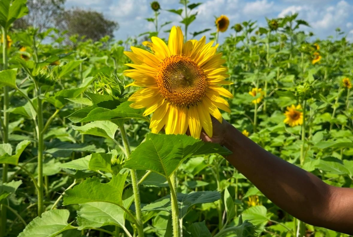 51 Acre ranch for sale in Kibwezi