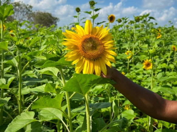 51 Acre ranch for sale in Kibwezi