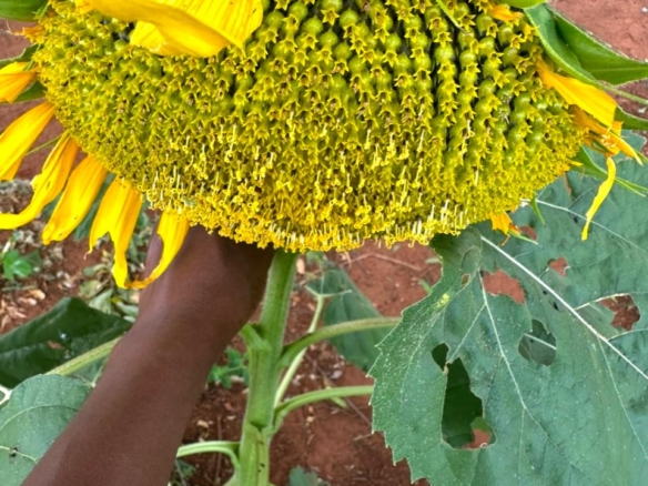 51 Acre ranch for sale in Kibwezi