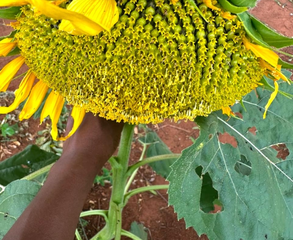 51 Acre ranch for sale in Kibwezi