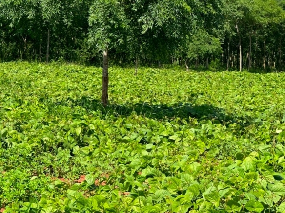 51 Acre ranch for sale in Kibwezi