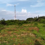 2acres Neem Road - Casuasrina