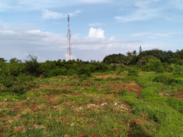 2acres Neem Road - Casuasrina