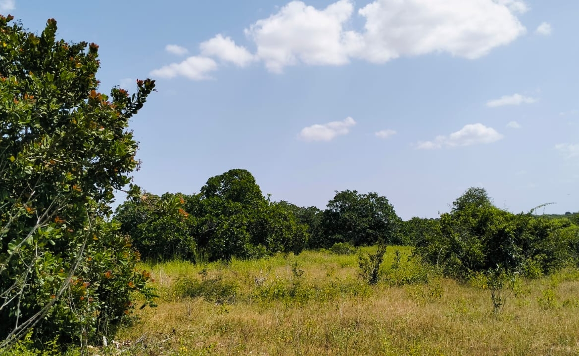 Koromi Farm 201 Acres For Sale