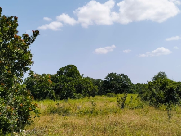 Koromi Farm 201 Acres For Sale