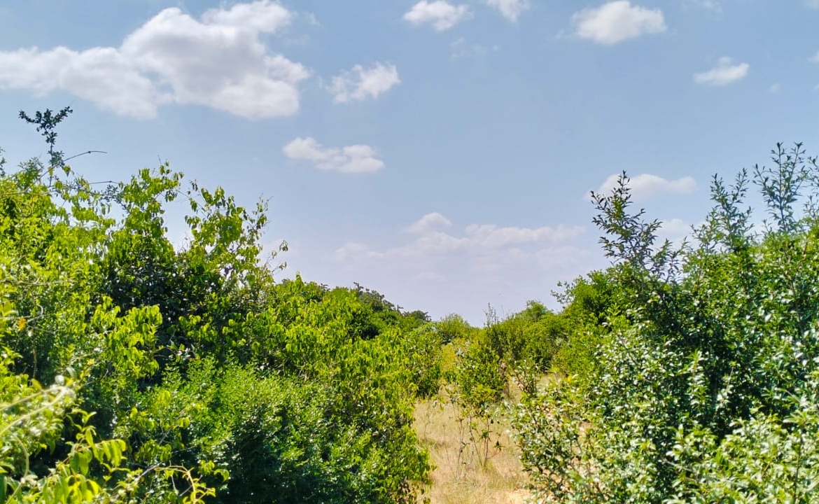 Koromi Farm 201 Acres For Sale