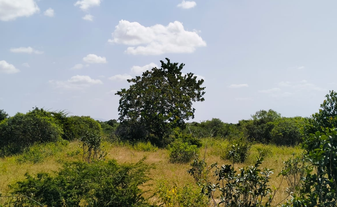 Koromi Farm 201 Acres For Sale