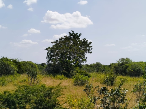 Koromi Farm 201 Acres For Sale