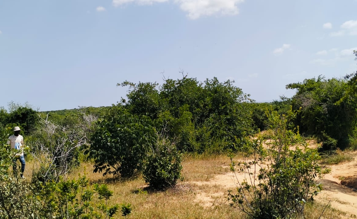 Koromi Farm 201 Acres For Sale