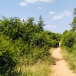 Koromi Farm 201 Acres For Sale