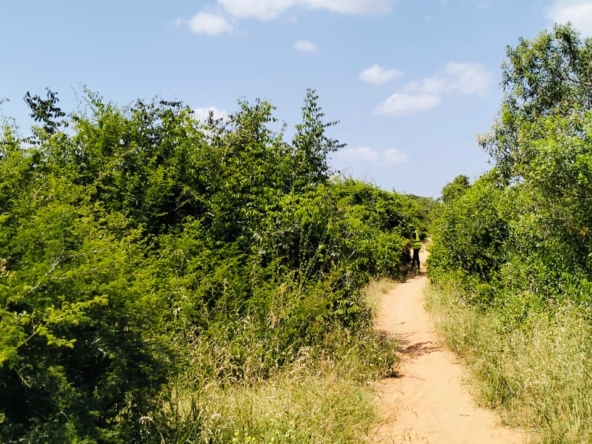 Koromi Farm 201 Acres For Sale
