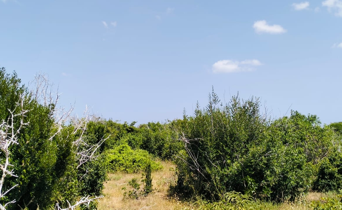 Koromi Farm 201 Acres For Sale