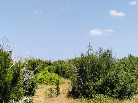 Koromi Farm 201 Acres For Sale