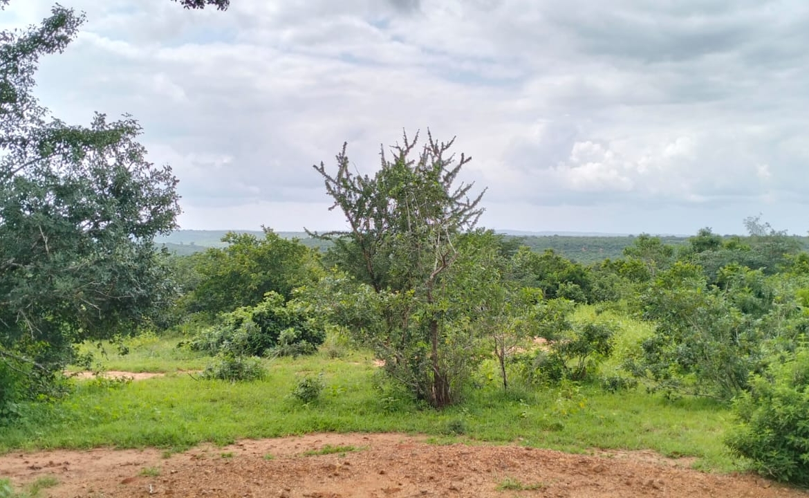 Bore Singwaya 19 Acres Forsale