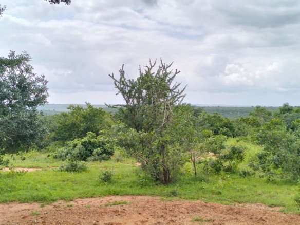 Bore Singwaya 19 Acres Forsale