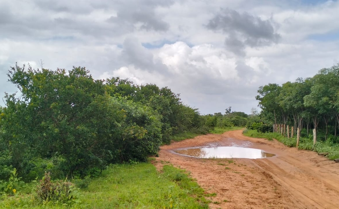 Bore Singwaya 19 Acres Forsale