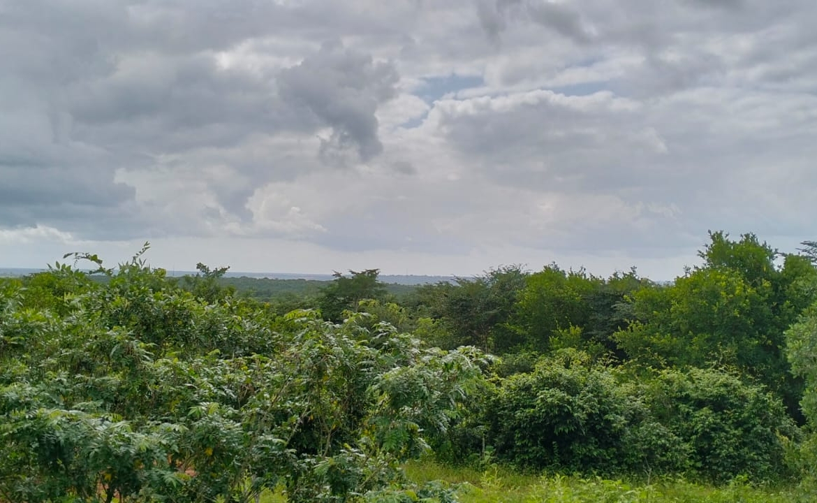 Bore Singwaya 19 Acres Forsale
