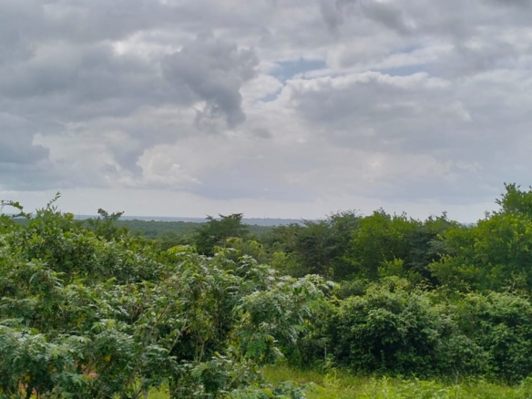 Bore Singwaya 19 Acres Forsale