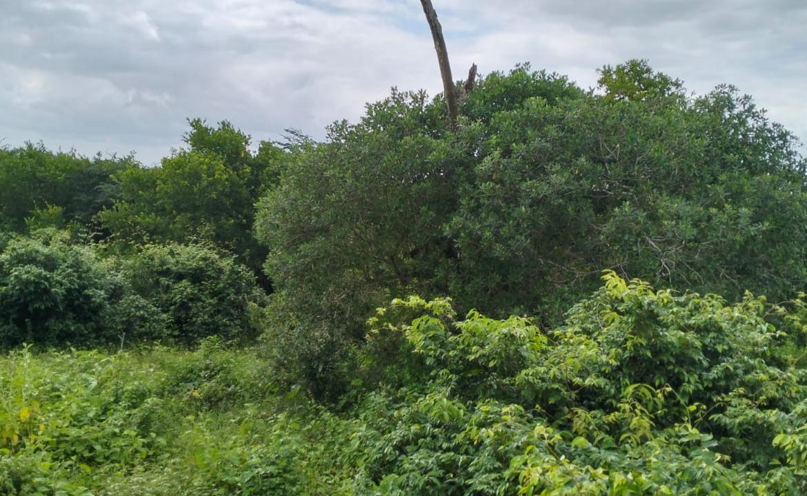 Bore Singwaya 19 Acres Forsale