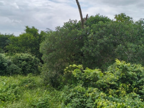 Bore Singwaya 19 Acres Forsale