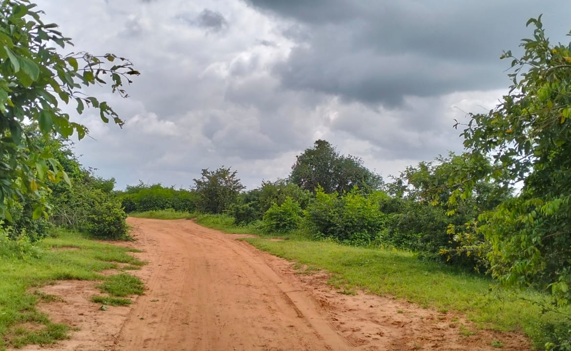 Bore Singwaya 19 Acres Forsale