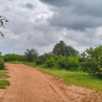 Bore Singwaya 19 Acres Forsale