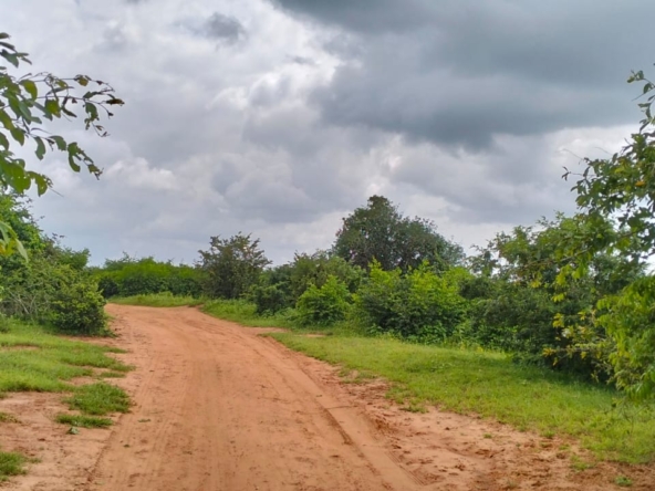 Bore Singwaya 19 Acres Forsale