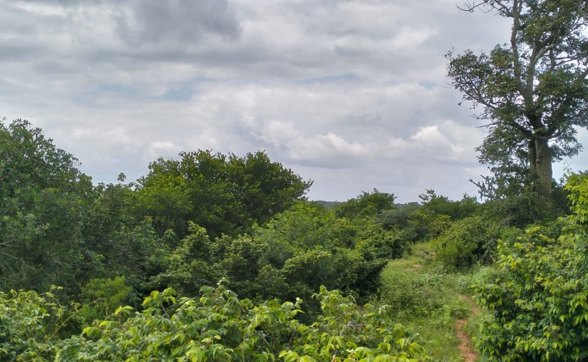 Bore Singwaya 19 Acres Forsale