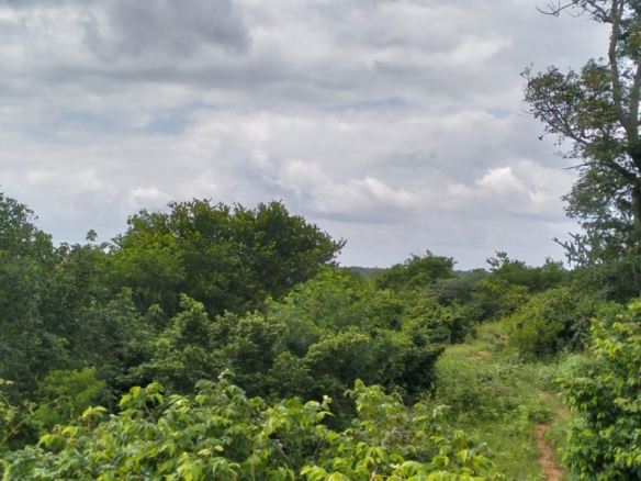 Bore Singwaya 19 Acres Forsale