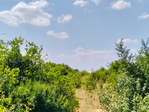 847 Acres for sale in Mulunguni