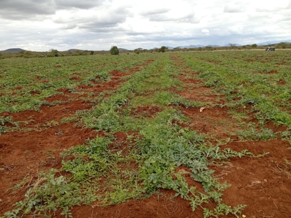 Eselenkei 189.8 Acres for sale