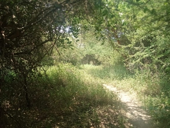 10 000 Acres for sale in Taita Taveta