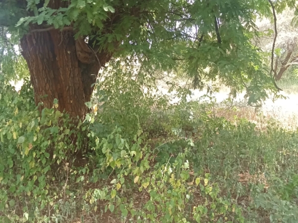 10 000 Acres for sale in Taita Taveta