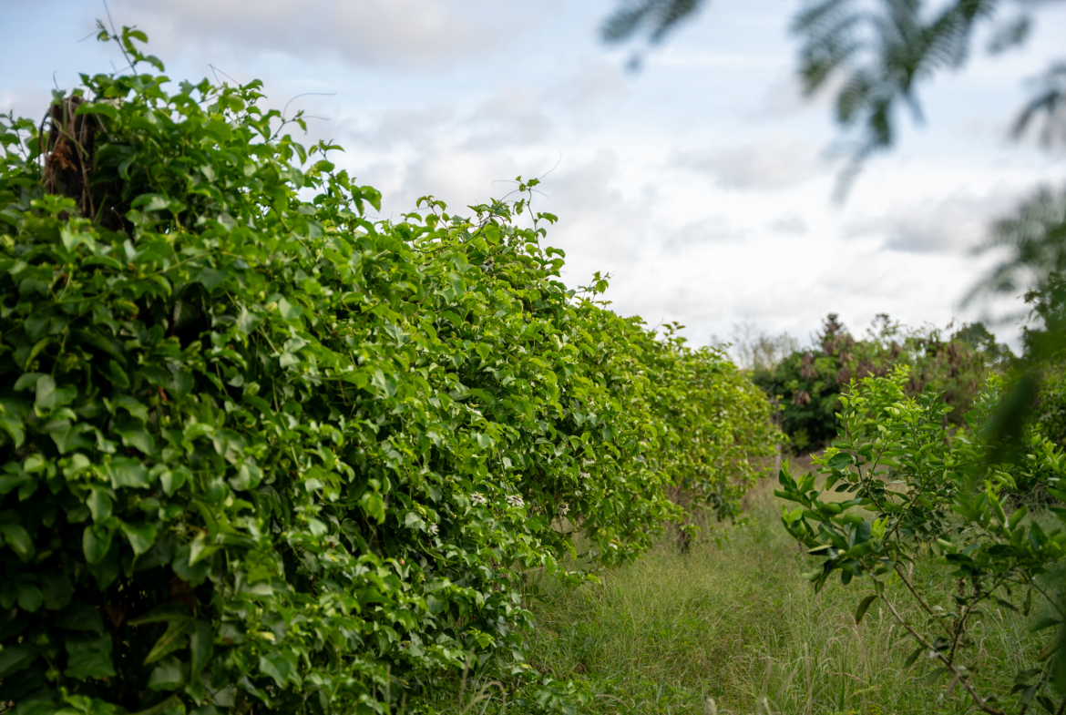 Arabuko land for sale | Malindi fruit farm | Kilifi agribusiness | Malindi eco-lodge | Arabuko Sokoke property | Coastal Kenya real estate | Farm with title deed in Malindi | Eco-tourism investment Kenya | Malindi land KES 28M