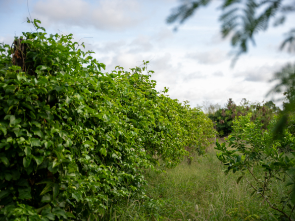 Arabuko land for sale | Malindi fruit farm | Kilifi agribusiness | Malindi eco-lodge | Arabuko Sokoke property | Coastal Kenya real estate | Farm with title deed in Malindi | Eco-tourism investment Kenya | Malindi land KES 28M