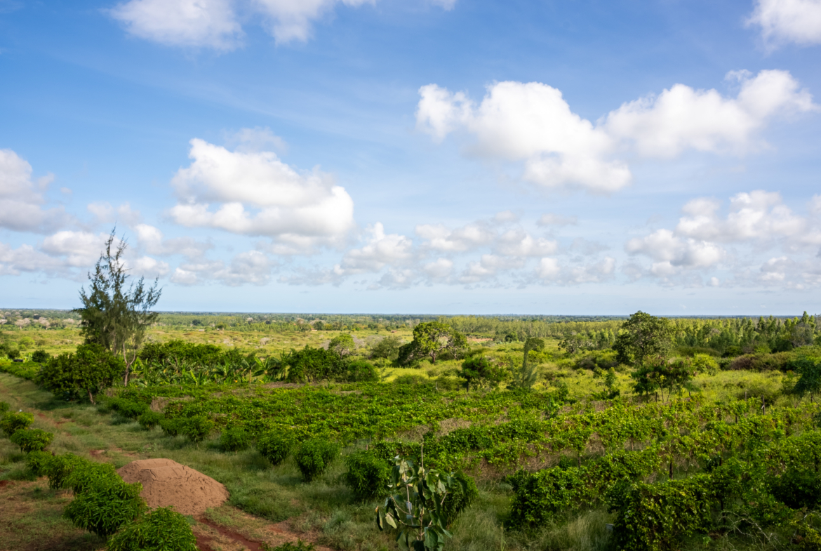 Arabuko land for sale | Malindi fruit farm | Kilifi agribusiness | Malindi eco-lodge | Arabuko Sokoke property | Coastal Kenya real estate | Farm with title deed in Malindi | Eco-tourism investment Kenya | Malindi land KES 28M