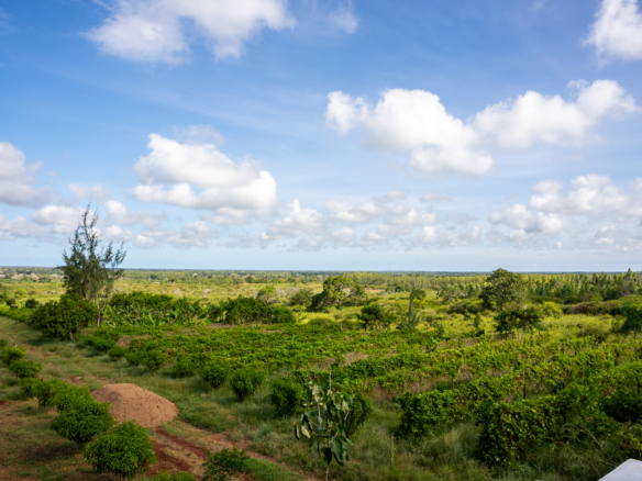 Arabuko land for sale | Malindi fruit farm | Kilifi agribusiness | Malindi eco-lodge | Arabuko Sokoke property | Coastal Kenya real estate | Farm with title deed in Malindi | Eco-tourism investment Kenya | Malindi land KES 28M