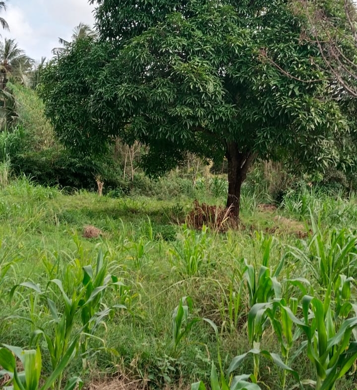 11 Acres for Sale in Mavueni – Riverfront Land with Tarmac Access, Power & Water