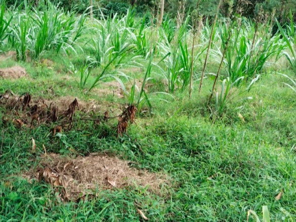 11 Acres for Sale in Mavueni – Riverfront Land with Tarmac Access, Power & Water