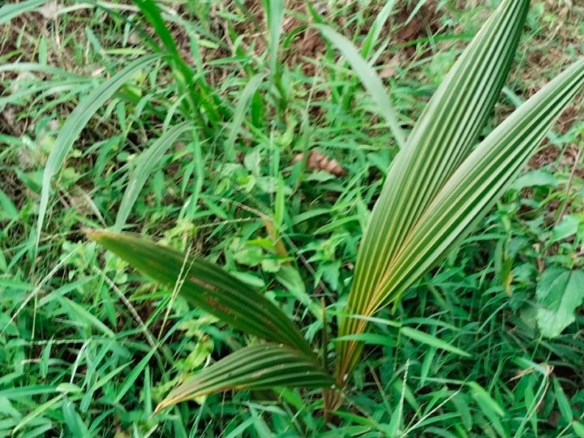 11 Acres for Sale in Mavueni – Riverfront Land with Tarmac Access, Power & Water