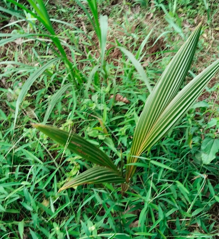 11 Acres for Sale in Mavueni – Riverfront Land with Tarmac Access, Power & Water
