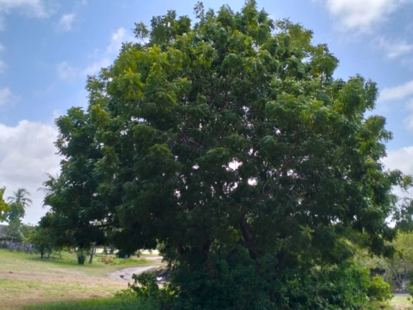 Prawnslake Watamu half acre for sale